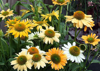 JEŻÓWKA Echinacea Mellow Yellows sadzonki w doniczkach !!