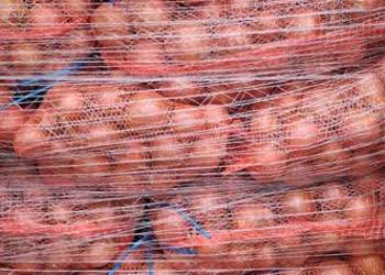 Cebula zółta czerwona