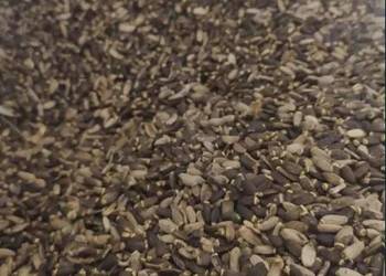 Ostropest plamisty 1 kg wysyłka