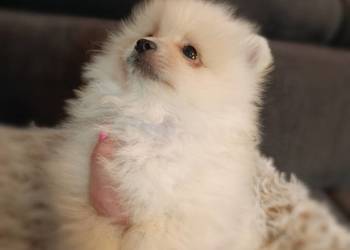 Szpic miniaturowy. Pomeranian Szpic miniaturowy. Pomeranian