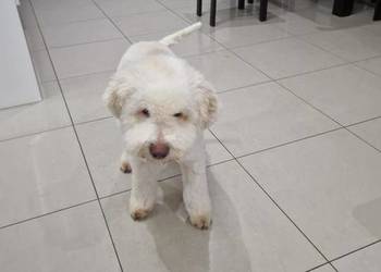 Lagotto Romagnolo ZKwP/FCI