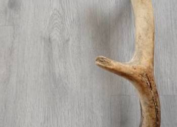 Zrzut poroża jelenia