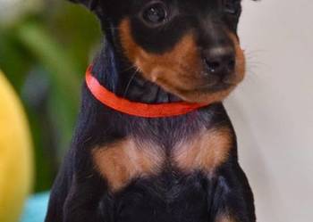 Pinczer miniaturowy Zkwp