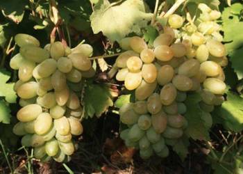 Winogrono deserowe Timur. Sadzonki winorośli. Winogrono deserowe Timur. Sadzonki winorośli.