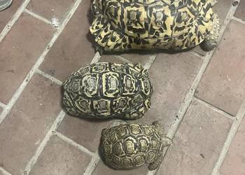 Sprzedam żółwie lamparcie