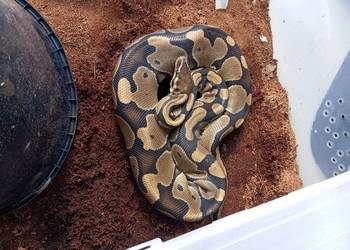 Python królewski samica