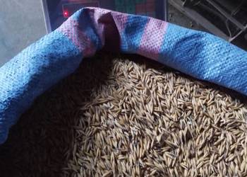 Sprzedam owies bingo 50 kg w worku