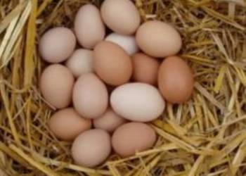 Jajka wiejskie od kur z wolnego wybiegu możliwy dowóz Jajka wiejskie od kur z wolnego wybiegu możliwy dowóz