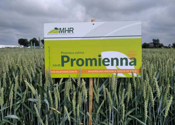 MHR PROMIENNA materiał siewny pszenicy ozimej C1