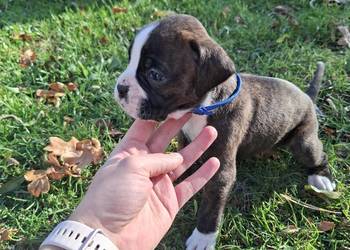 Szczeniaki rasy bokser