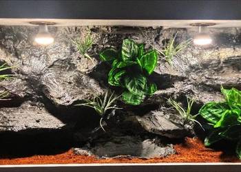 Terrarium hodowlane dla boa cesarskiego gekona orzęsionego