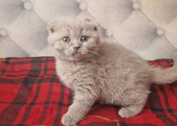 Kocurek Szkocki liliowy zwisłouchy