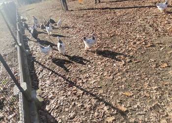 Kury Koguty Brahma olbrzymia