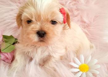 Jasna suczka rasy Shih-Tzu