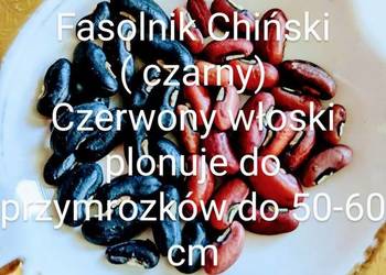 Broda mnicha - Dzikie szparagi Fasolnik egipski włoski chinski