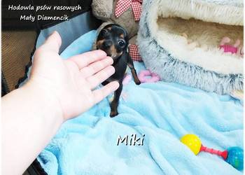 Malutki XS Piesek MIKI Pinczer miniaturowy, (Ratlerek/Sarenka) do ODBIORU!!