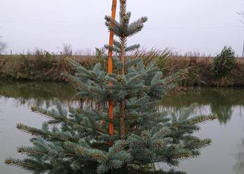 Choinki na Boże Narodzenie 2025 -Poznań i okolice. DARMOWA DOSTAWA