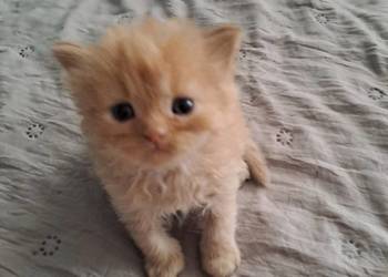 Do rezerwacji koty perskie