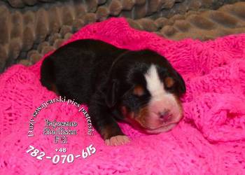 mamy szczeniaki po championie Duży Szwajcarski Pies Pasterski hodowla FCI