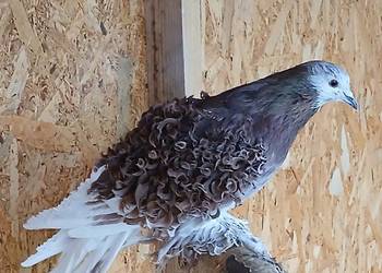 Gołębie ozdobne loczki