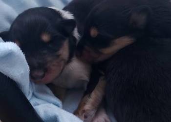 Owczarek szkocki collie długowłosy suczki tricolor