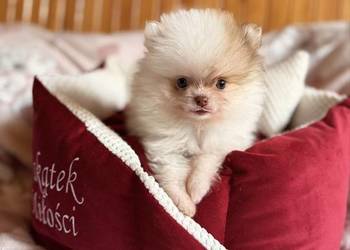 Szpic miniaturowy/pomeranian