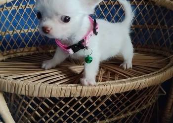 Śliczna malunia sunia chihuahua