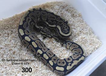 Wąż pyton królewski nr 223