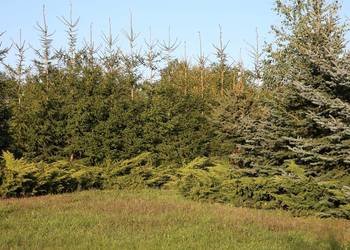Świerk pospolity (Picea abies) 250-300 cm, z gruntu – HURT