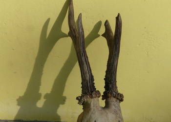 Poroże