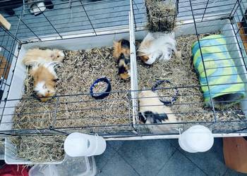 Duża klatka  z 5 świnkami morskimi + akcesoria