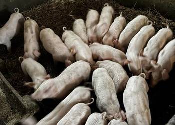 Sprzedam prosięta 21 sztuk