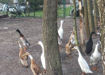 Biegus indyjski,  dorosłe pary