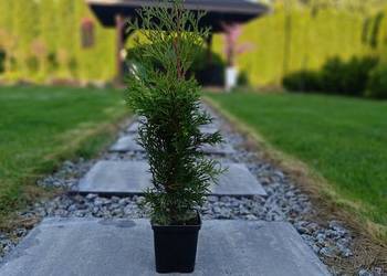 Tuja tuje szmaragd 2.5zl-30-40cm