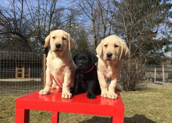 Labrador młode psy