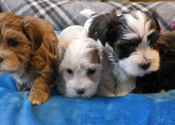 Rezerwacja piesek  suczka Hawańczyk po Championie FCI  ZKwP