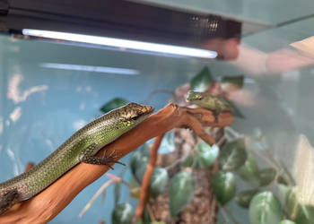 Lamprolepis Smaragdina Scynk Szmaragdowy