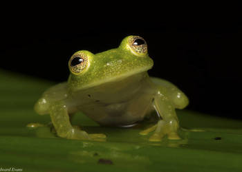 Hyalinobatrachium Fleischmanni - Glass Frog
