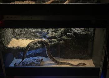 Pyton królewski razem z terrarium