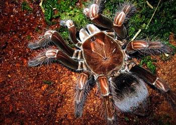 Pamphobeteus platyomma , mniejsza teraphosa