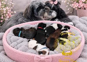 Szczenięta shih tzu z genem blue