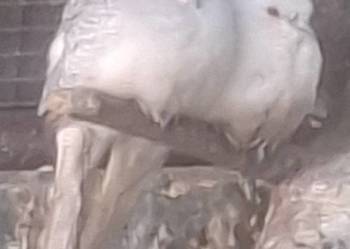 Gołąbki diamentowe