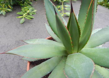 Miniaturow agawa z kolorowymi brzegami - Agave filifera x isthmensis
