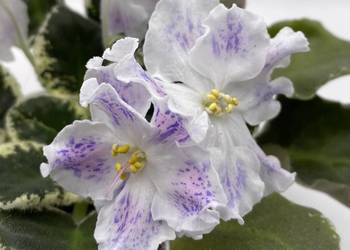 Fiołek afrykański kwitnąca sadzonka