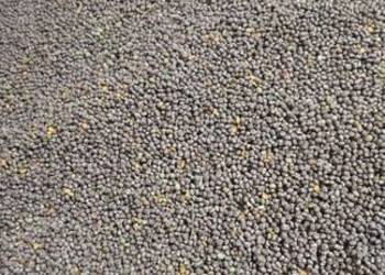 Łubin gorzki karo nie dysekowany