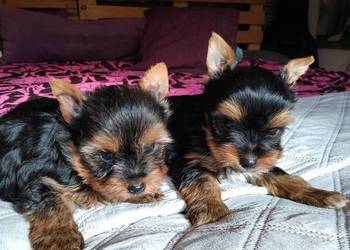 Sprzedam York shire Terrier