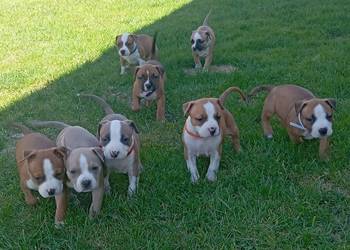 American Staffordshire Terrier