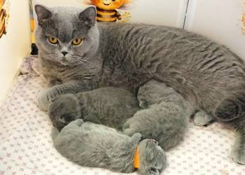 Kocięta niebieskie po pięknych rodzicach Rodowód Międzynarodowy