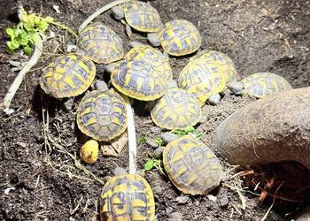 PROMOCJA !!!!!   Żółw żółwie greckie lądowe maluchy 2025! cała Polska okazj