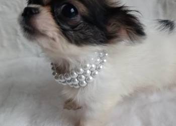 Chihuahua xxs chłopiec samiec dlugowlosy